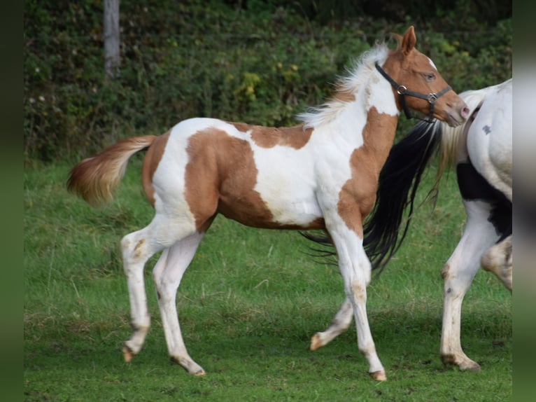 Paint-häst Hingst Föl (05/2024) 155 cm Tobiano-skäck-alla-färger in Buchbach