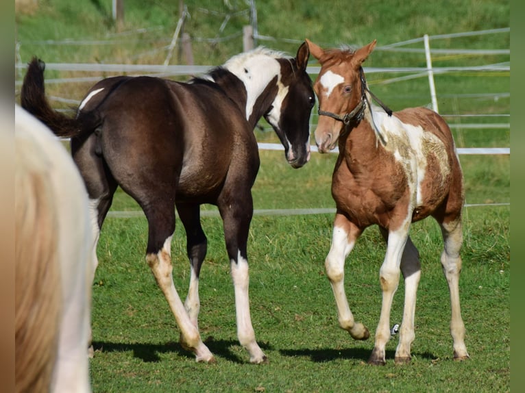 Paint-häst Hingst Föl (05/2024) 155 cm Tobiano-skäck-alla-färger in Buchbach