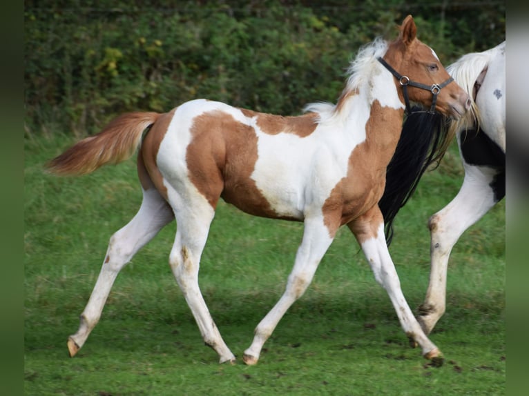 Paint-häst Hingst Föl (05/2024) 155 cm Tobiano-skäck-alla-färger in Buchbach