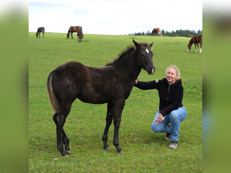 Paint-häst Hingst Föl (05/2024) 156 cm Svart in Fleischwangen