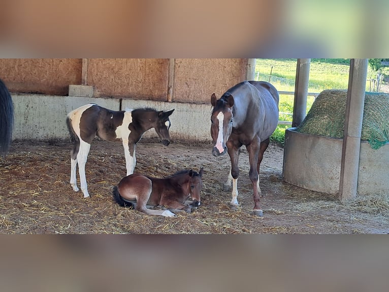 Paint-häst Hingst Föl (04/2024) 160 cm Svart in Pranzing