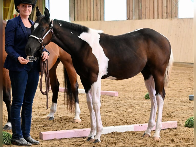 Paint-häst Hingst Föl (04/2024) 160 cm Svart in Pranzing