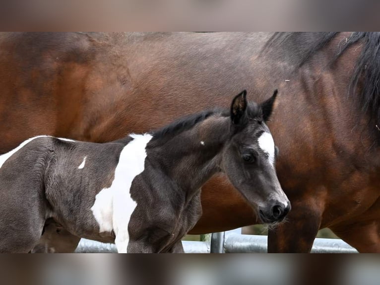 Paint-häst Hingst Föl (04/2024) 160 cm Svart in Pranzing