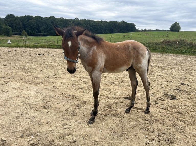 Paint-häst Hingst Föl (06/2024) Brunskimmel in Odenthal