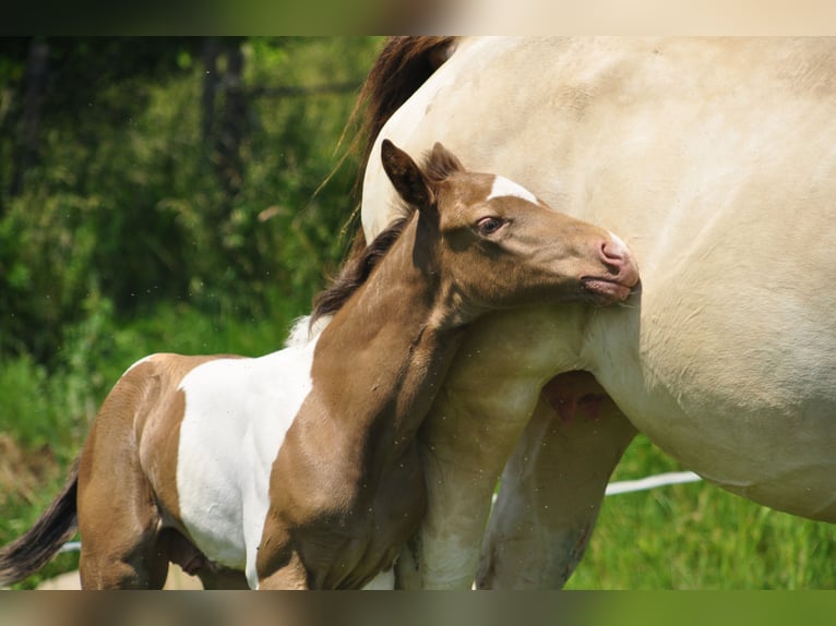 Paint-häst Hingst Föl (05/2024) Champagne in Chołowice