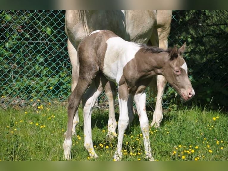 Paint-häst Hingst Föl (05/2024) Champagne in Chołowice