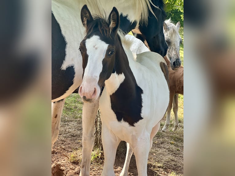 Paint-häst Blandning Hingst Föl (05/2024) in Tastungen