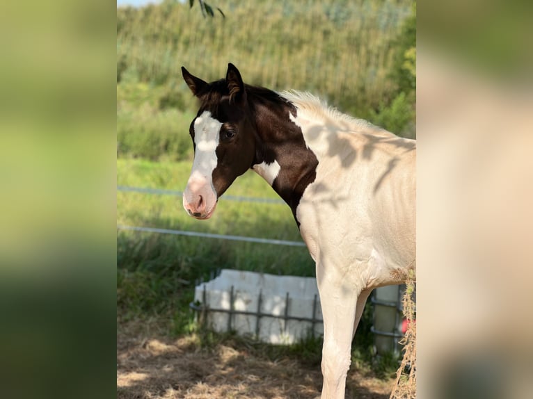 Paint-häst Blandning Hingst Föl (05/2024) in Tastungen