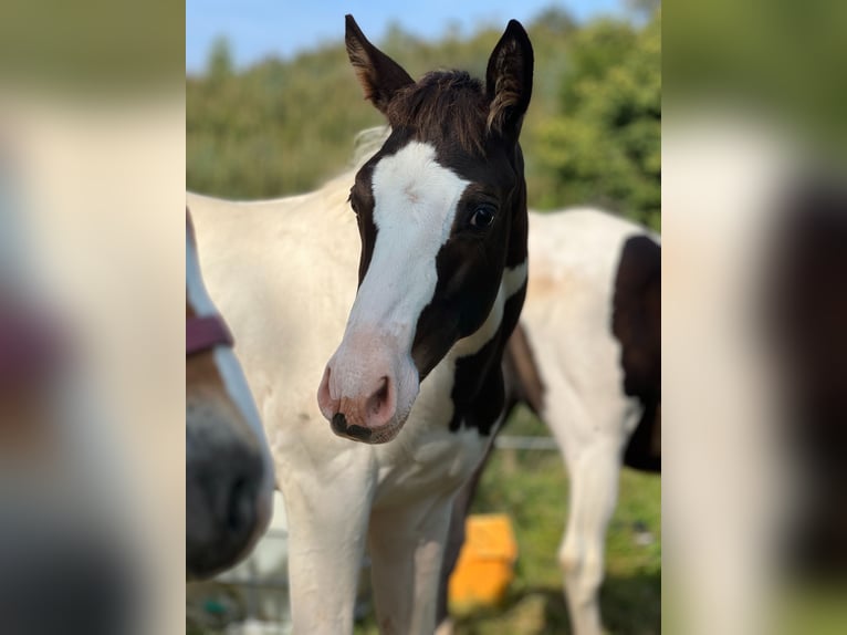 Paint-häst Blandning Hingst Föl (05/2024) in Tastungen