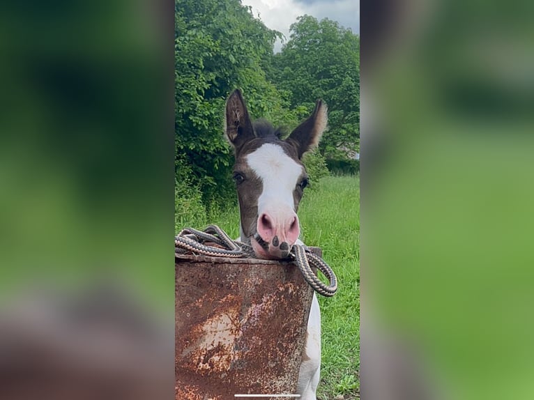 Paint-häst Blandning Hingst Föl (05/2024) in Tastungen