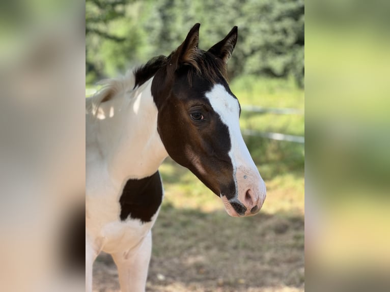 Paint-häst Blandning Hingst Föl (05/2024) in Tastungen