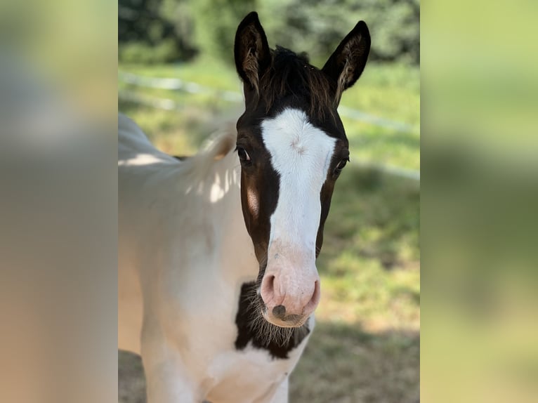 Paint-häst Blandning Hingst Föl (05/2024) in Tastungen