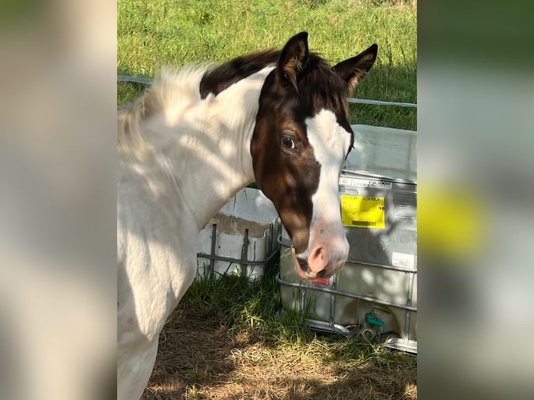 Paint-häst Blandning Hingst Föl (05/2024) in Tastungen