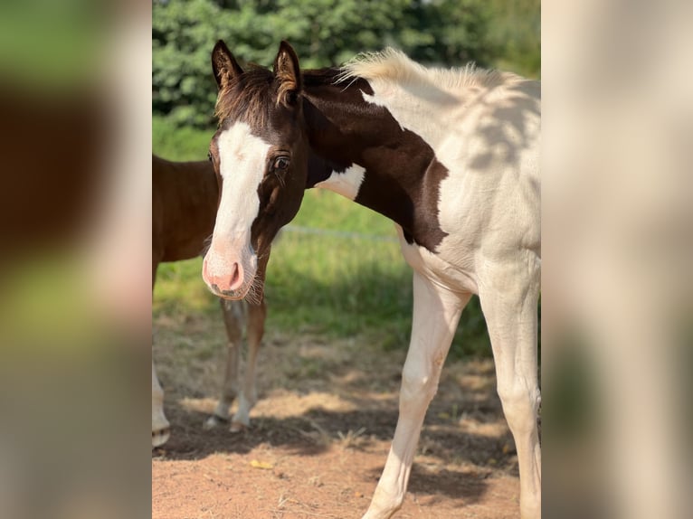 Paint-häst Blandning Hingst Föl (05/2024) in Tastungen