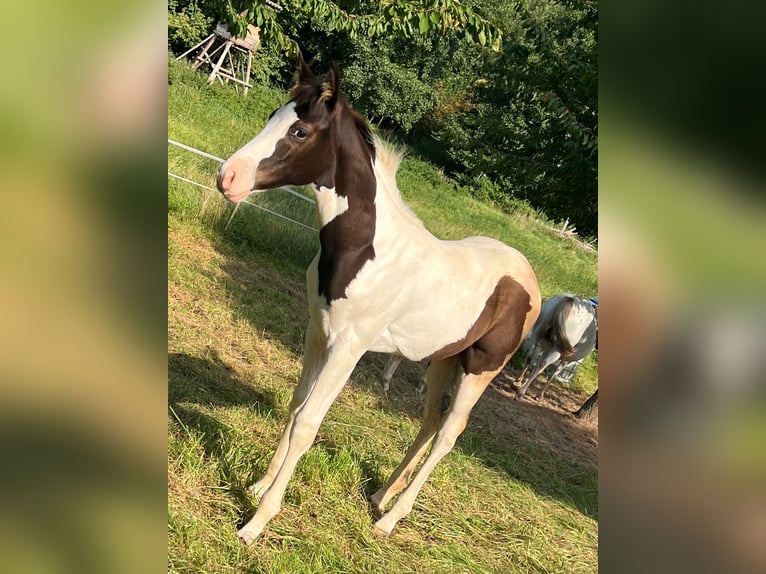 Paint-häst Blandning Hingst Föl (05/2024) in Tastungen