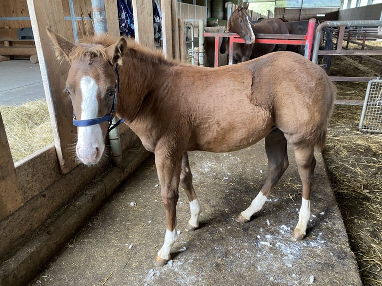 Paint-häst Hingst Föl (06/2024) fux in Rottweil