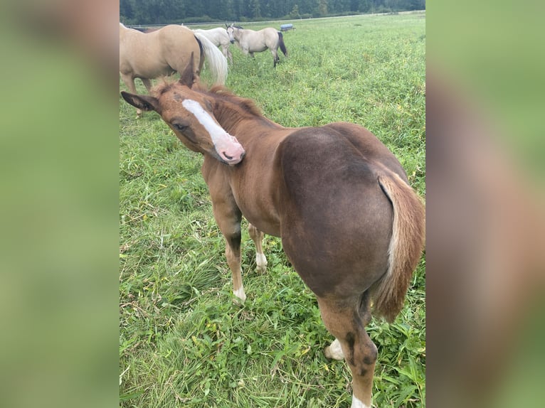 Paint-häst Hingst Föl (06/2024) fux in Rottweil