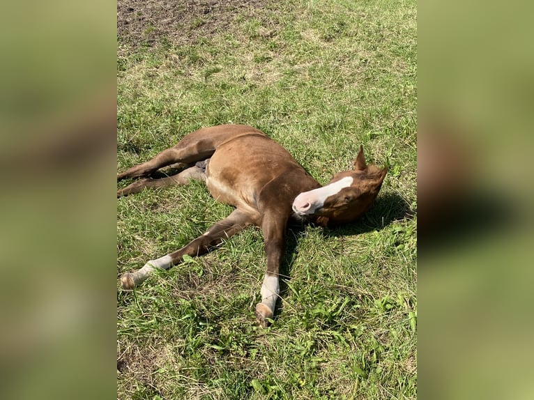 Paint-häst Hingst Föl (06/2024) fux in Rottweil