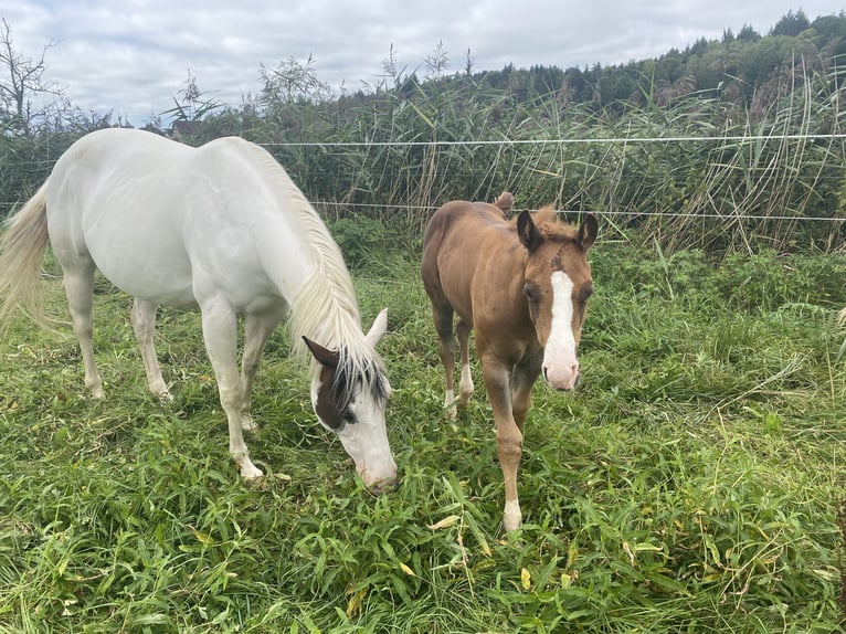 Paint-häst Hingst Föl (06/2024) fux in Rottweil