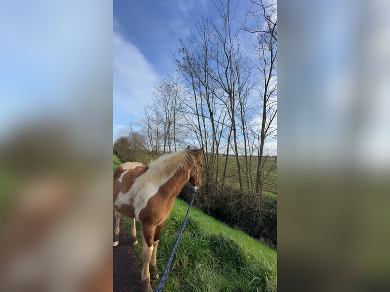 Paint-häst Hingst Föl (06/2024) Mörkbrun in Forges de lanouee