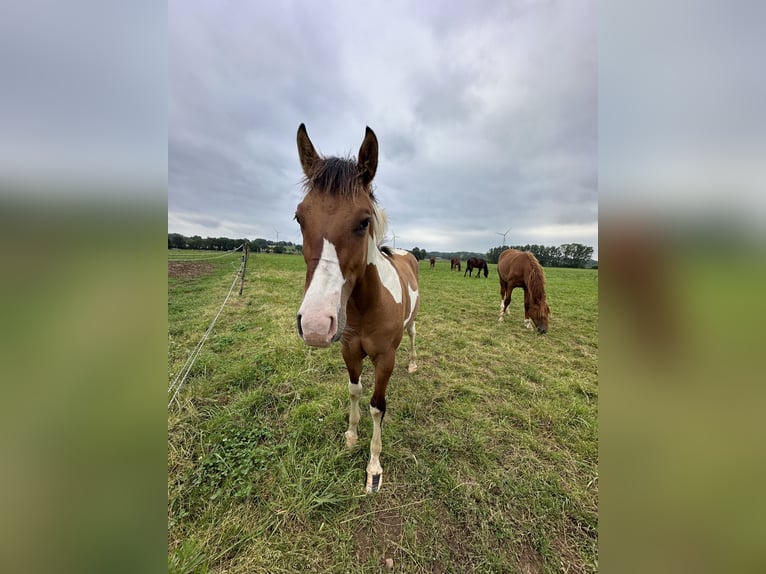 Paint-häst Hingst Föl (06/2024) Mörkbrun in Forges de lanouee