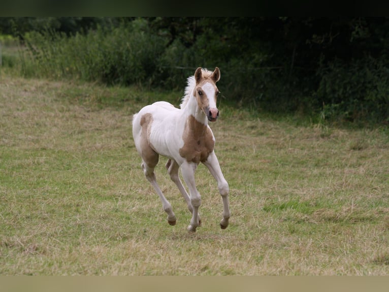 Paint-häst Hingst Föl (01/2024) Palomino in Oberstaufenbach