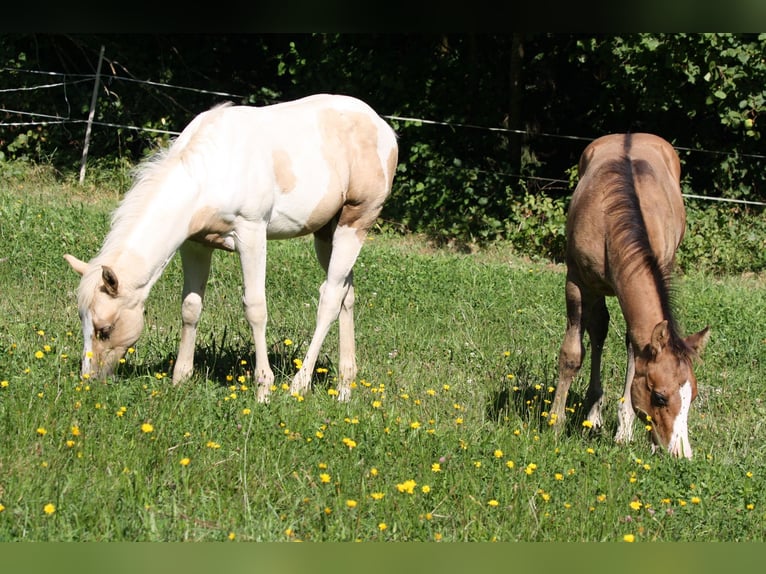 Paint-häst Hingst Föl (01/2024) Palomino in Oberstaufenbach