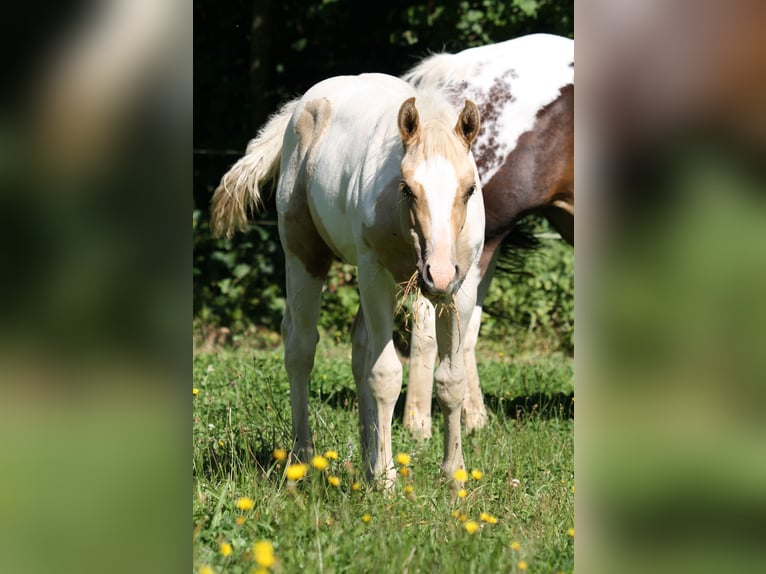 Paint-häst Hingst Föl (01/2024) Palomino in Oberstaufenbach