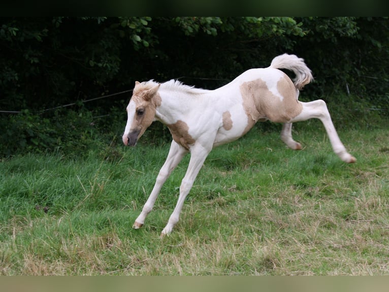 Paint-häst Hingst Föl (01/2024) Palomino in Oberstaufenbach