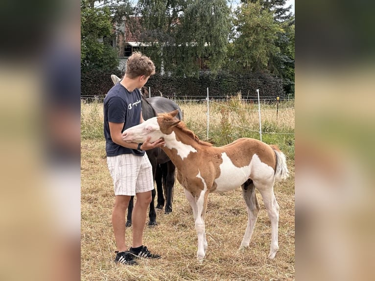 Paint-häst Hingst Föl (05/2024) Pinto in Meckenheim