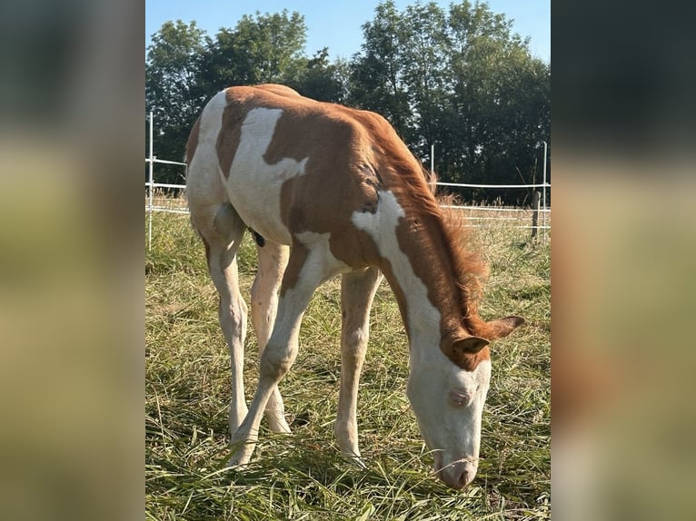 Paint-häst Hingst Föl (05/2024) Pinto in Meckenheim