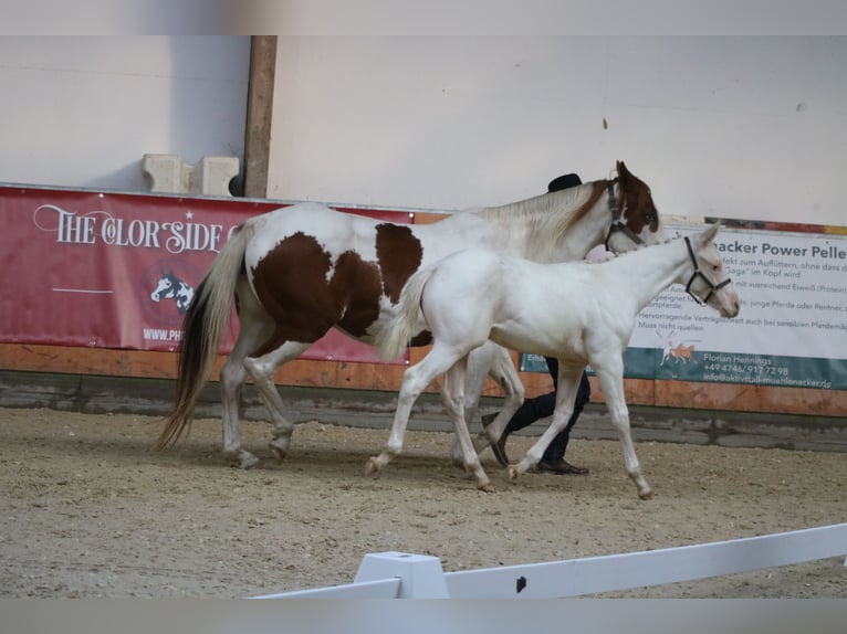 Paint-häst Hingst Föl (06/2024) Pinto in Camburg