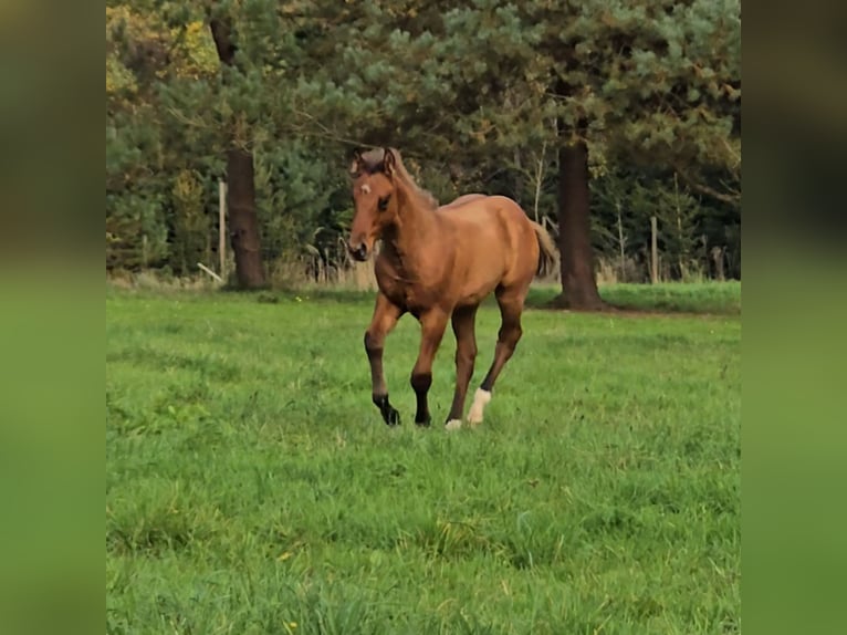 Paint-häst Hingst Föl (07/2024) Rökfärgad svart in Bitche