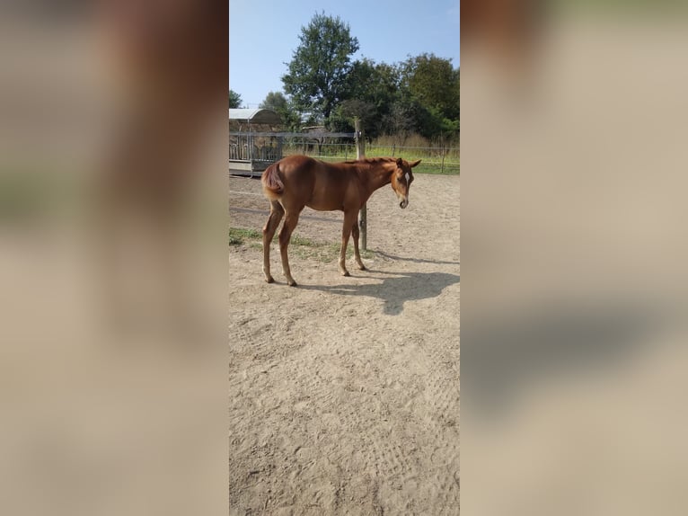 Paint-häst Hingst Föl (04/2024) in Incisa Scapaccino