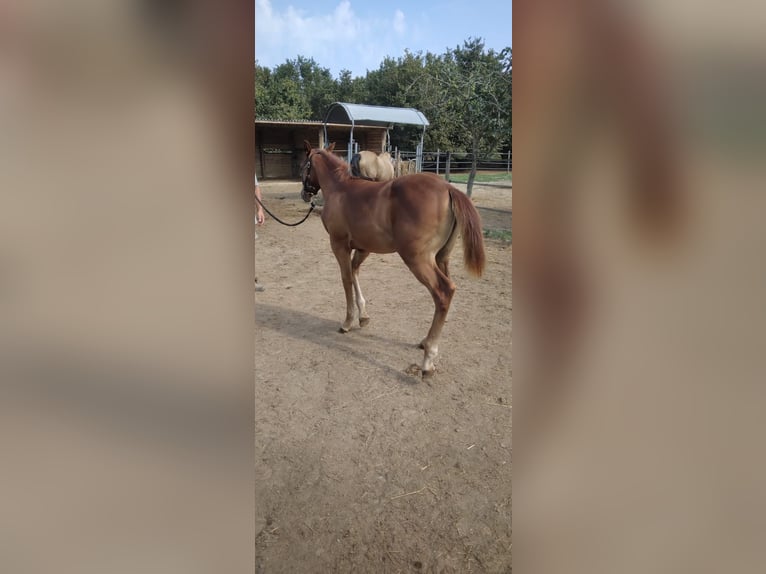 Paint-häst Hingst Föl (04/2024) in Incisa Scapaccino