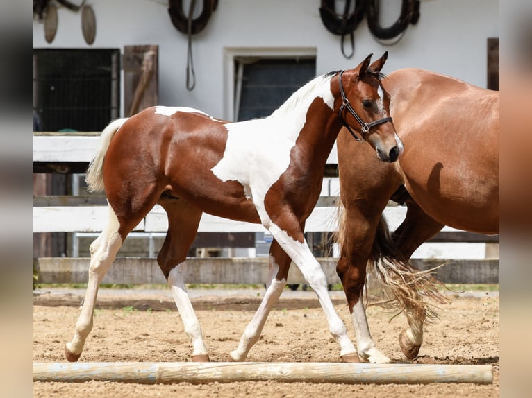 Paint-häst Hingst Föl (04/2024) Tobiano-skäck-alla-färger in Eckental