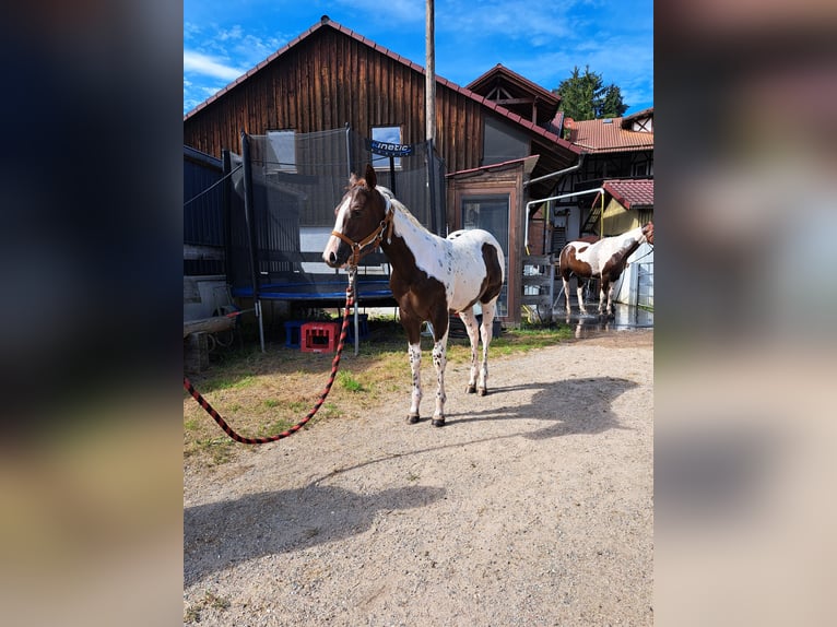 Paint-häst Hingst Föl (04/2024) Tobiano-skäck-alla-färger in Fürth