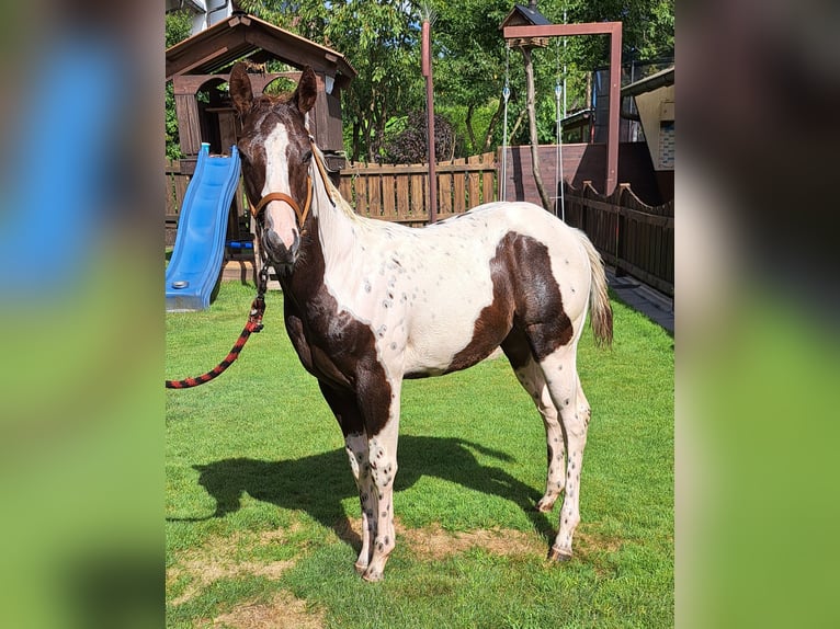 Paint-häst Hingst Föl (04/2024) Tobiano-skäck-alla-färger in Fürth