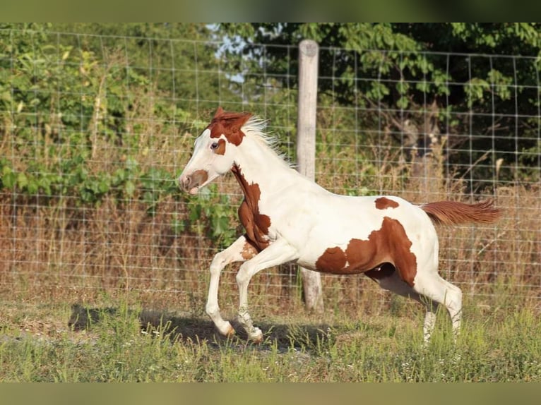 Paint-häst Hingst Föl (04/2024) Tovero-skäck-alla-färger in Hosszúhetény