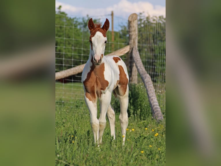 Paint-häst Hingst Föl (04/2024) Tovero-skäck-alla-färger in Hosszúhetény