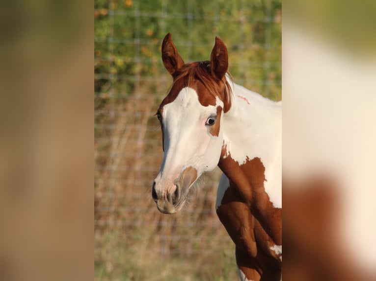 Paint-häst Hingst Föl (04/2024) Tovero-skäck-alla-färger in Hosszúhetény