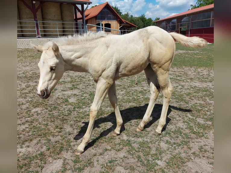 Paint-häst Hingst Overo-skäck-alla-färger in Retzow