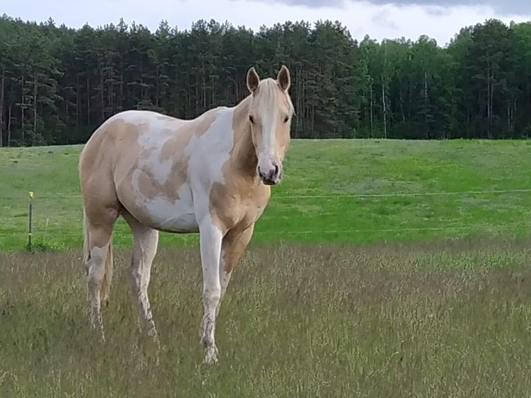 Paint-häst Hingst Overo-skäck-alla-färger in Retzow