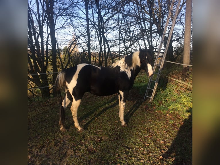 Paint-häst Hingst Pinto in Heiligenhaus