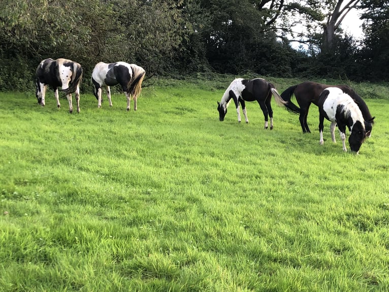 Paint-häst Hingst Pinto in Heiligenhaus