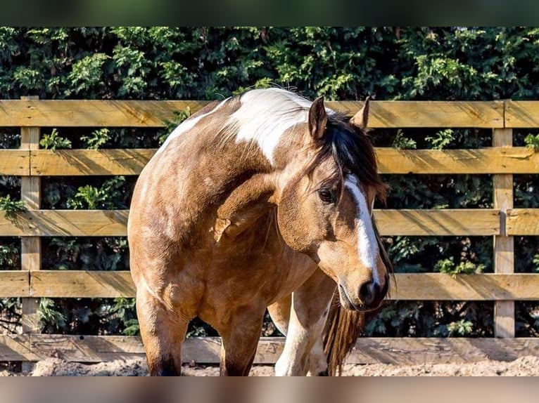 Paint-häst Hingst Pinto in Könnern