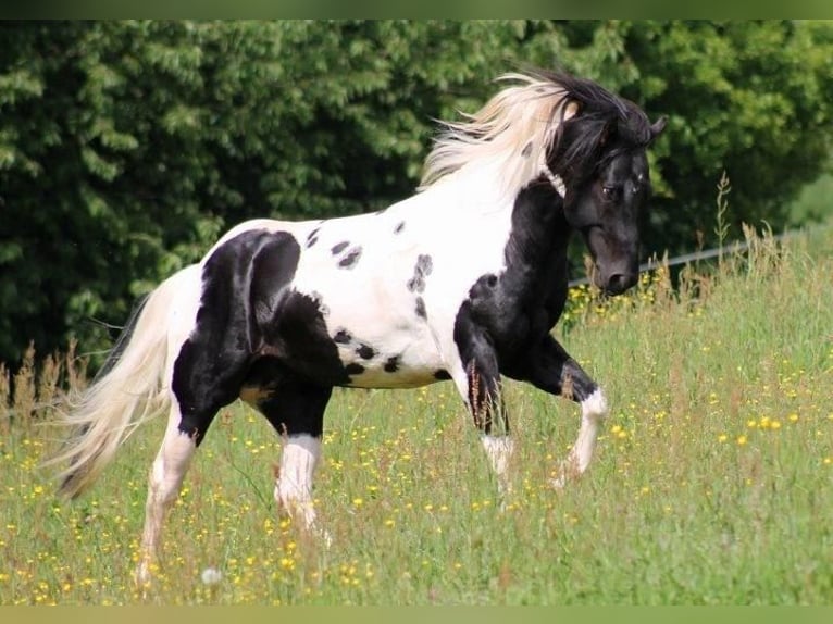 Paint-häst Hingst Tobiano-skäck-alla-färger in Reichenbach-Steegen