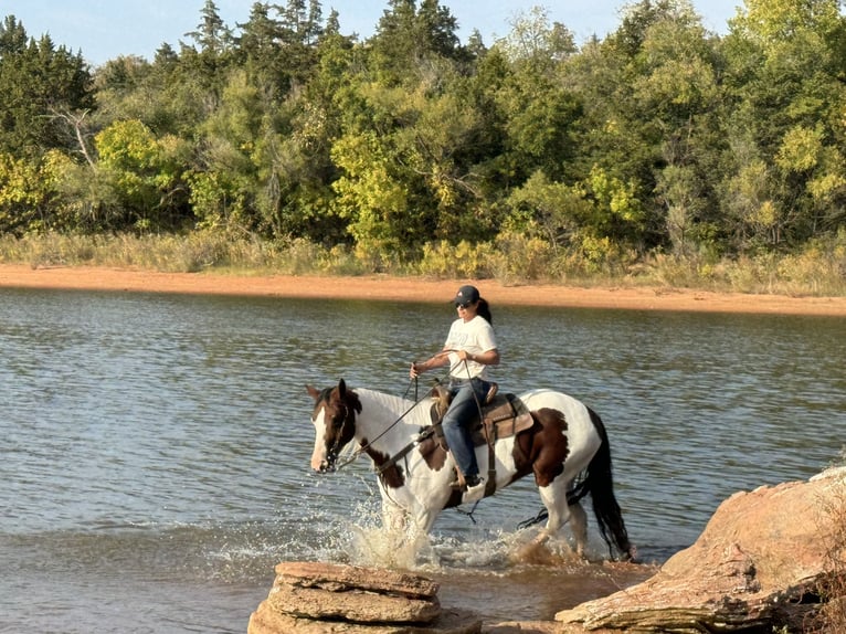 Paint-häst Sto 10 år 163 cm Pinto in Weatherford