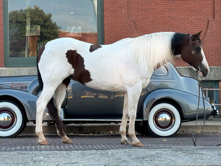 Paint-häst Sto 10 år 163 cm Pinto in Weatherford