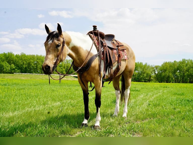 Paint-häst Sto 10 år Gulbrun in Valley Springs, SD